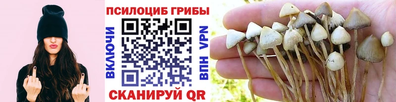 Галлюциногенные грибы Psilocybe  Кызыл 