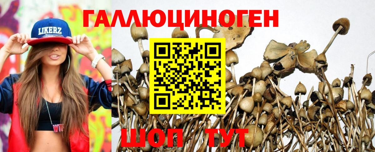 Псилоцибиновые грибы Psilocybine cubensis  Вход с VPN  Кызыл 